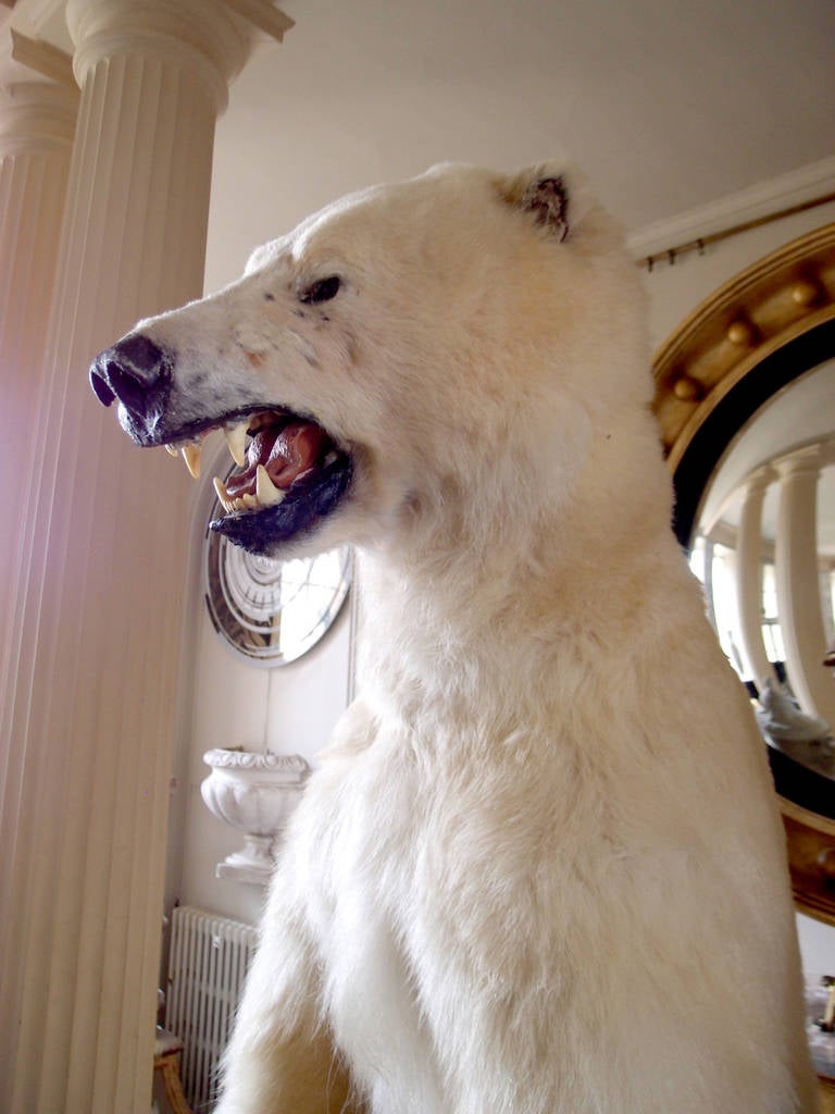 Contemporary Taxidermy Full Size Polar Bear on Rock Mount