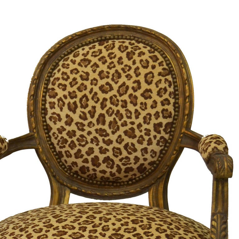 Pair of Louis XVI gilded armchairs with conical fluted legs, set back arms with padded armrests and hand carved decorative motifs. They are upholstered in a velvet designer cheetah print fabric with antique brass nailhead trim. These chairs are