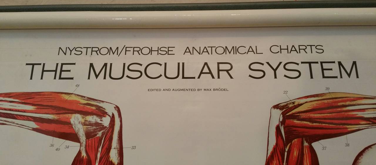 Nystrom Frohse Art Medical Chart, „The Muscular System“ (Sonstiges)