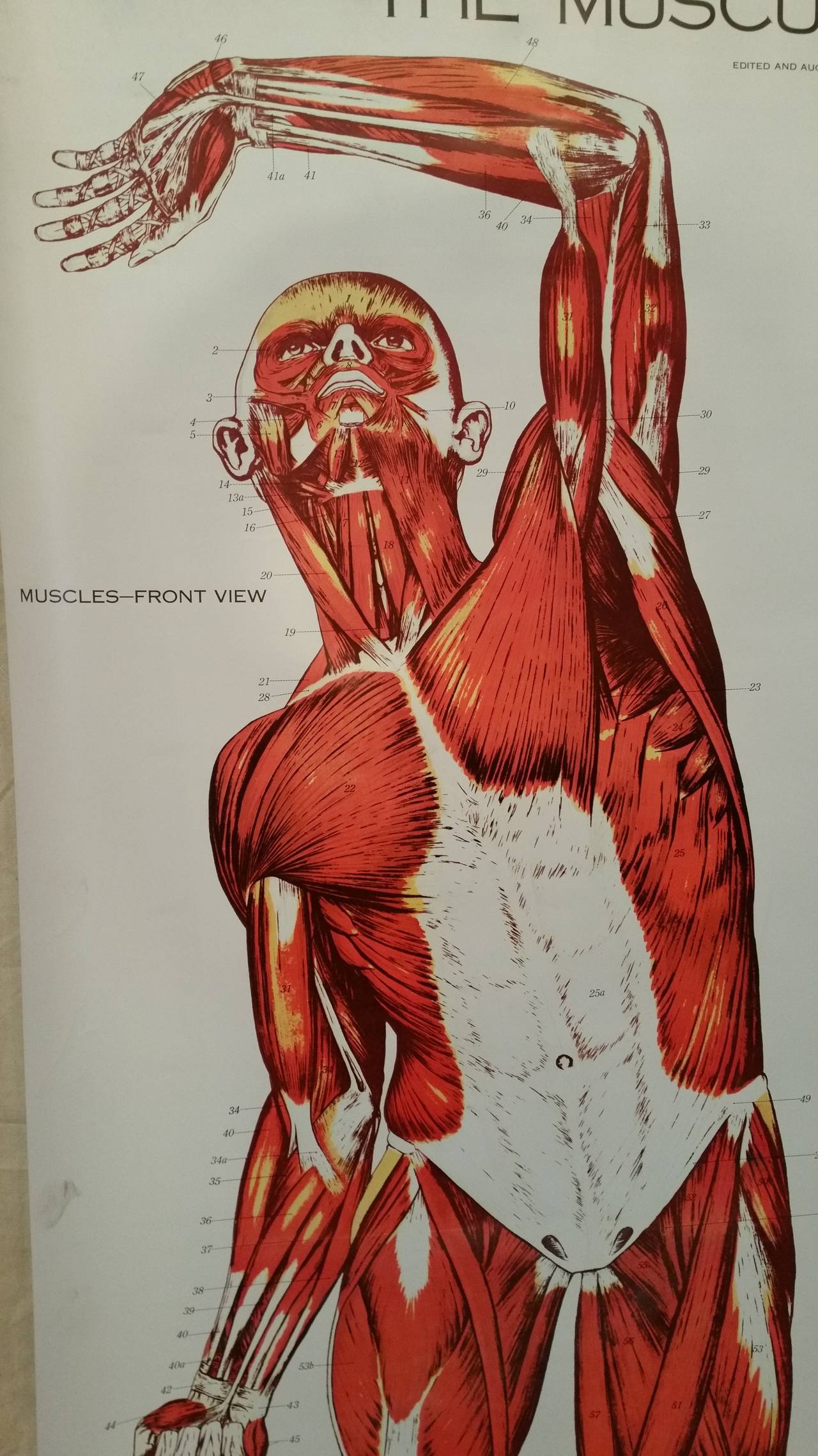 Nystrom Frohse Art Medical Chart, „The Muscular System“ (Moderne)
