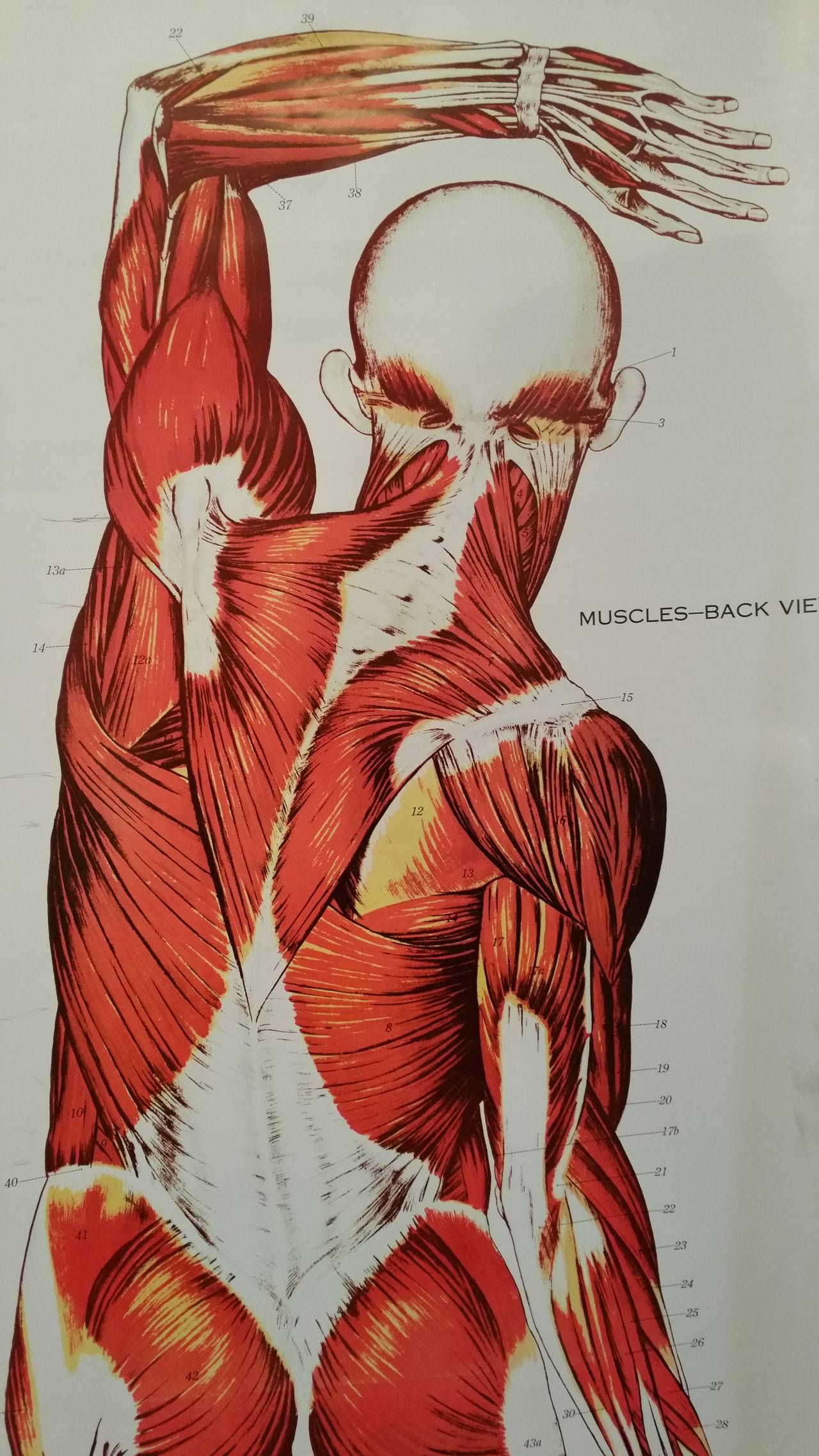 Nystrom Frohse Art Medical Chart, „The Muscular System“ (amerikanisch)