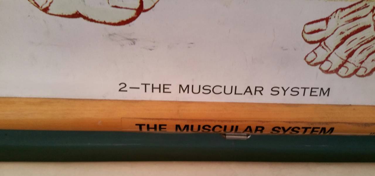 Nystrom Frohse Art Medical Chart, „The Muscular System“ im Zustand „Gut“ in Buffalo, NY
