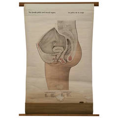 Vintage Rare Medical Chart , "Female Pelvis and Sexual Organs, " Made in Sweden