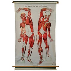 Nystrom Frohse Art Cuadro Médico, " El Sistema Muscular"