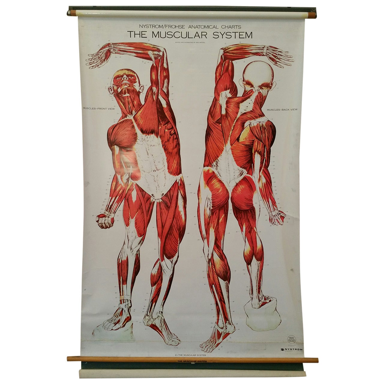 Nystrom Frohse Art Medical Chart, „The Muscular System“