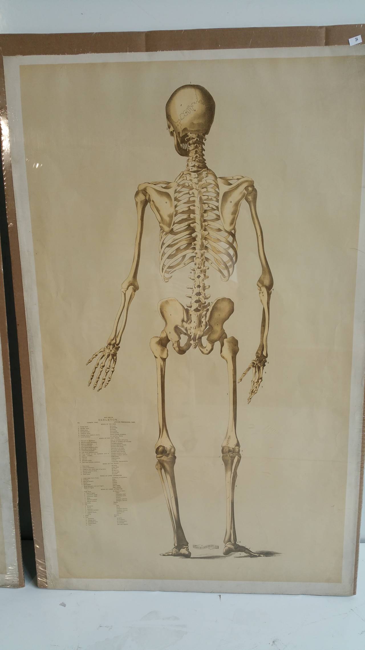 Pair of Central School Supply House Skeletal Charts
