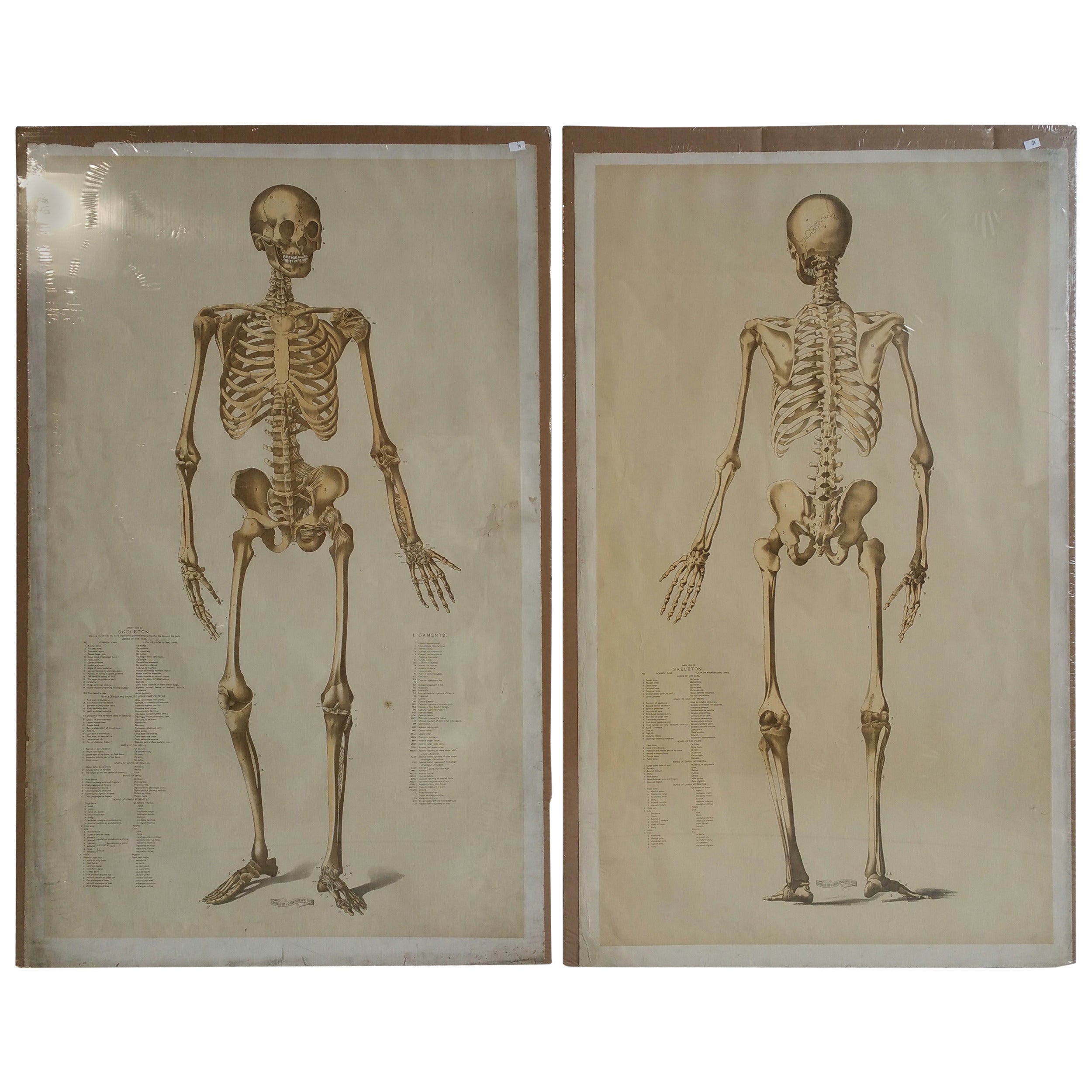 Pair of Central School Supply House Skeletal Charts at 1stDibs