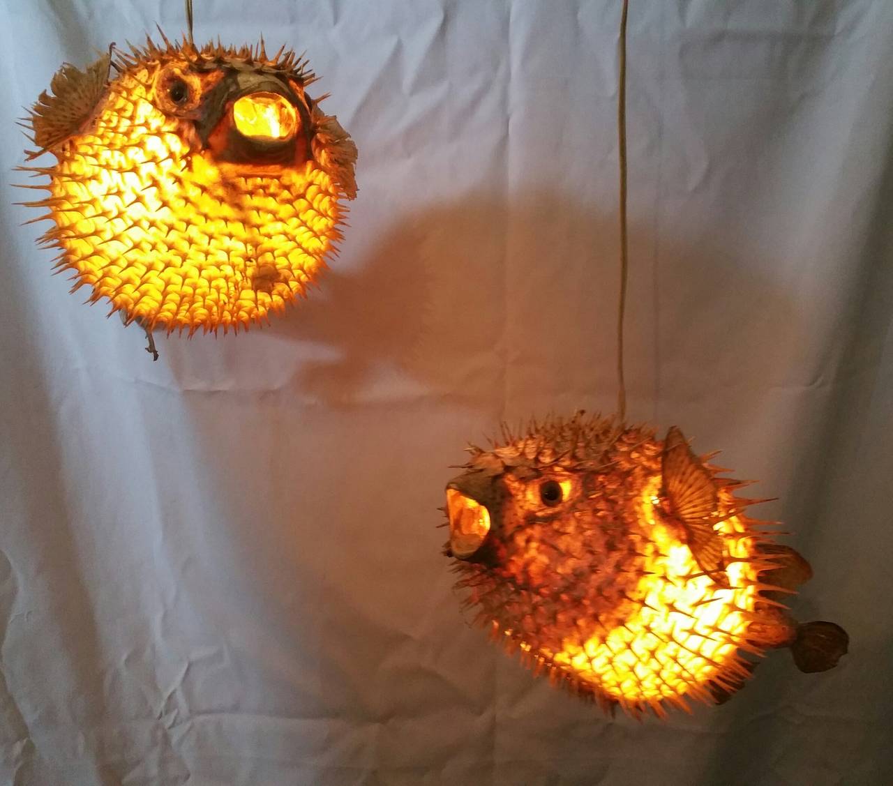 Outsider Art Pair of Taxidermy Puffer Fish Hanging Pendant Lamps