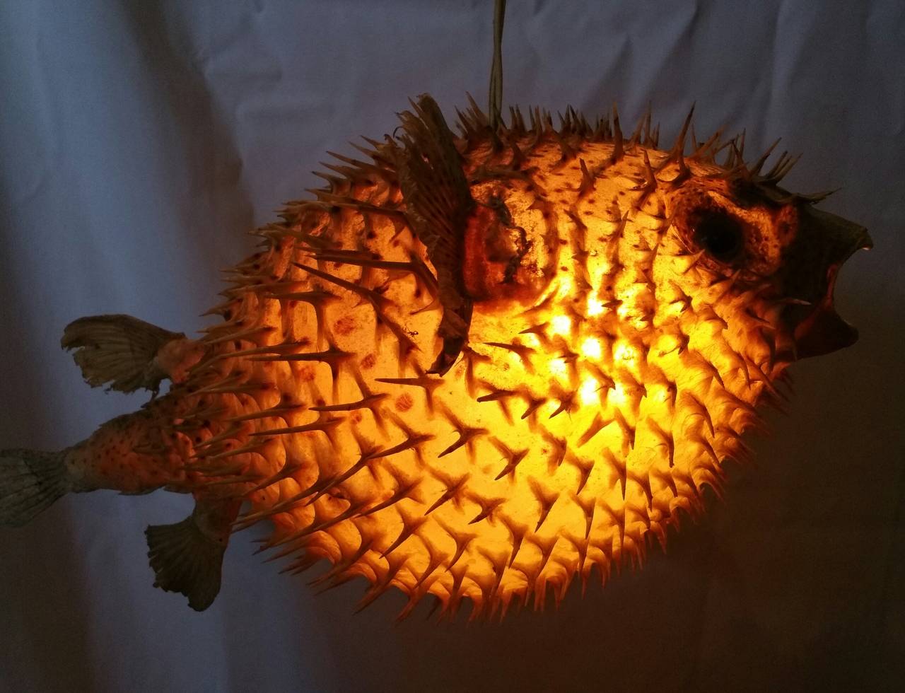Unknown Pair of Taxidermy Puffer Fish Hanging Pendant Lamps