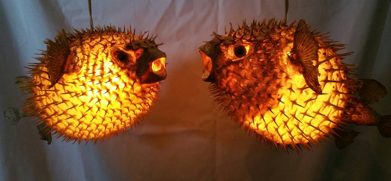 Pair of Taxidermy Puffer Fish Hanging Pendant Lamps In Good Condition In Buffalo, NY