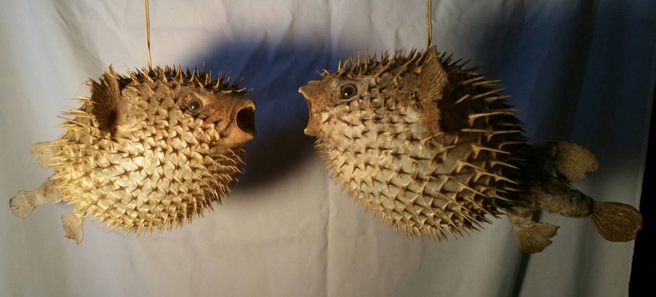 Mid-20th Century Pair of Taxidermy Puffer Fish Hanging Pendant Lamps