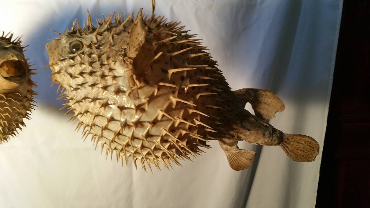 puffer fish hanging light