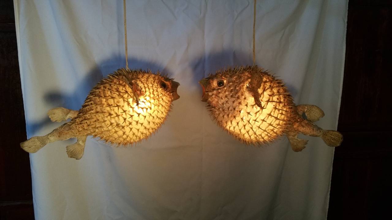 Pair of actual puffer fish / blow fish.Taxidermy dried and made into whimsical hanging pendant lamps,,c, 1960s,Strong presence,,measuring 20' X 10',Great color,,patina,,,