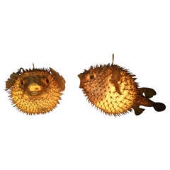 Pair of Taxidermy Puffer Fish Hanging Pendant Lamps