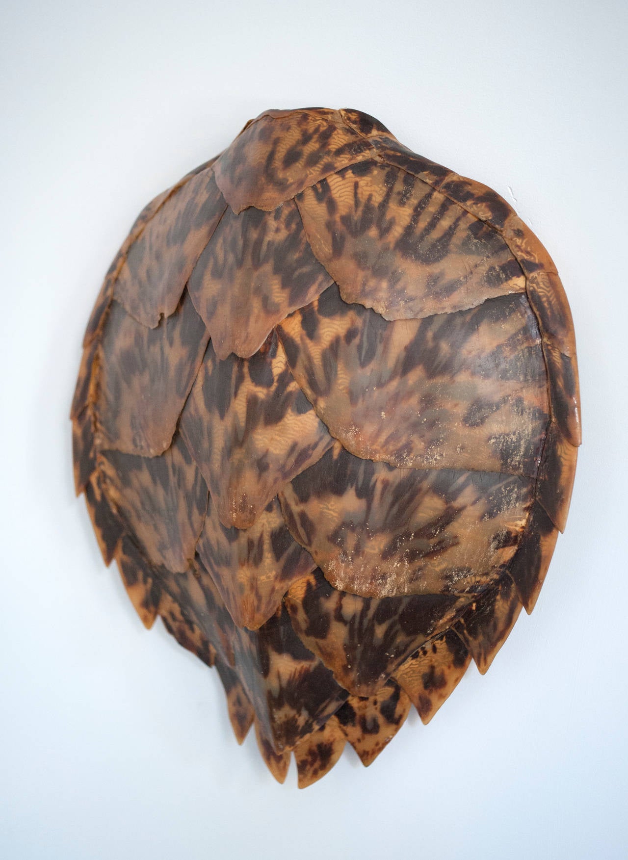 Hawkbill Turtle Shell 1950s 1