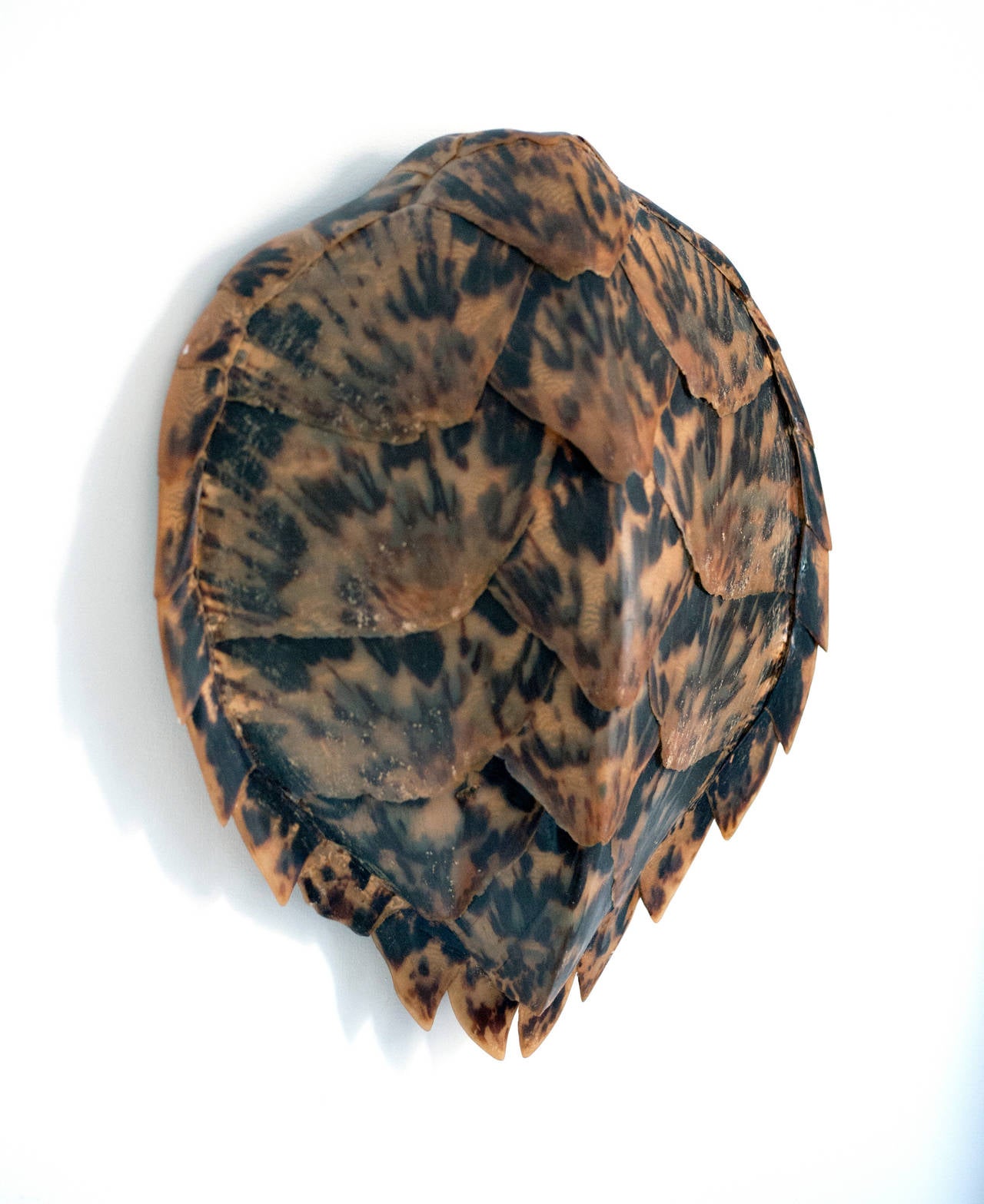 Attractive Hawkbill turtle shell from the 1950s.