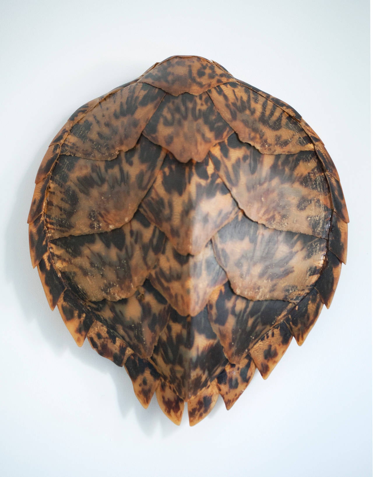 Hawkbill Turtle Shell 1950s In Good Condition In Washington, DC