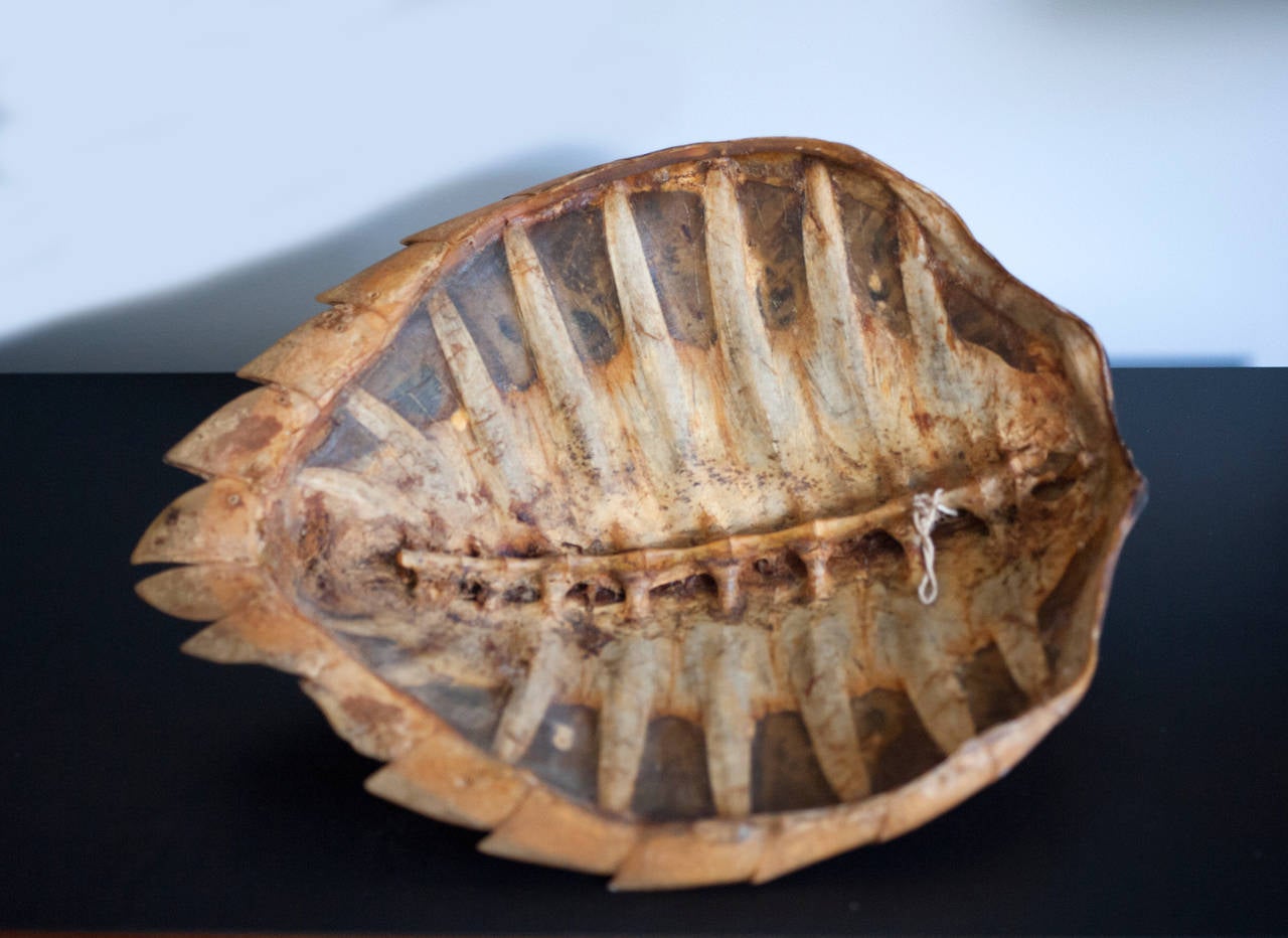 hawksbill turtle shell