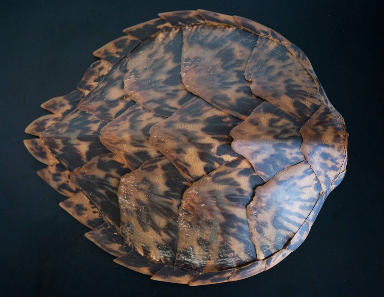 Unknown Hawkbill Turtle Shell 1950s
