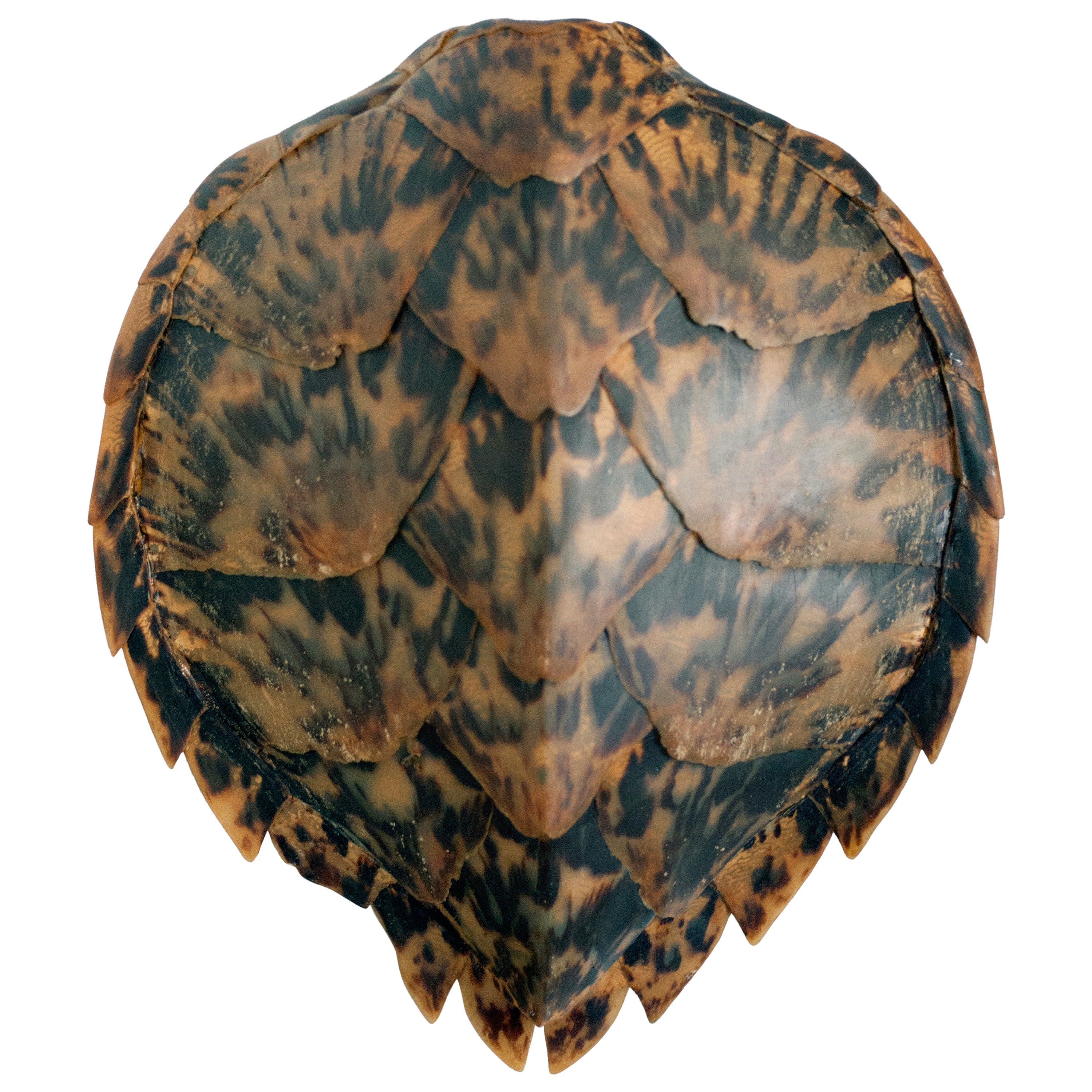 Hawkbill Turtle Shell 1950s