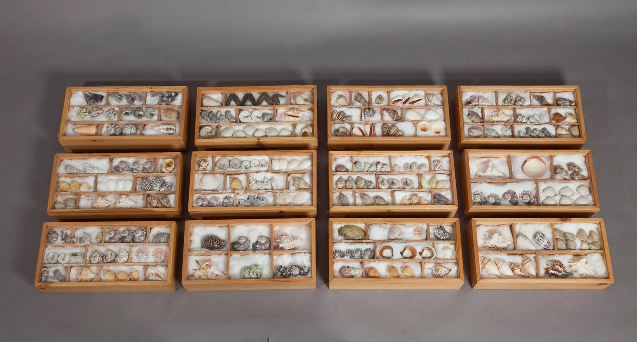A collection of 12 boxes of shells mounted for hanging.