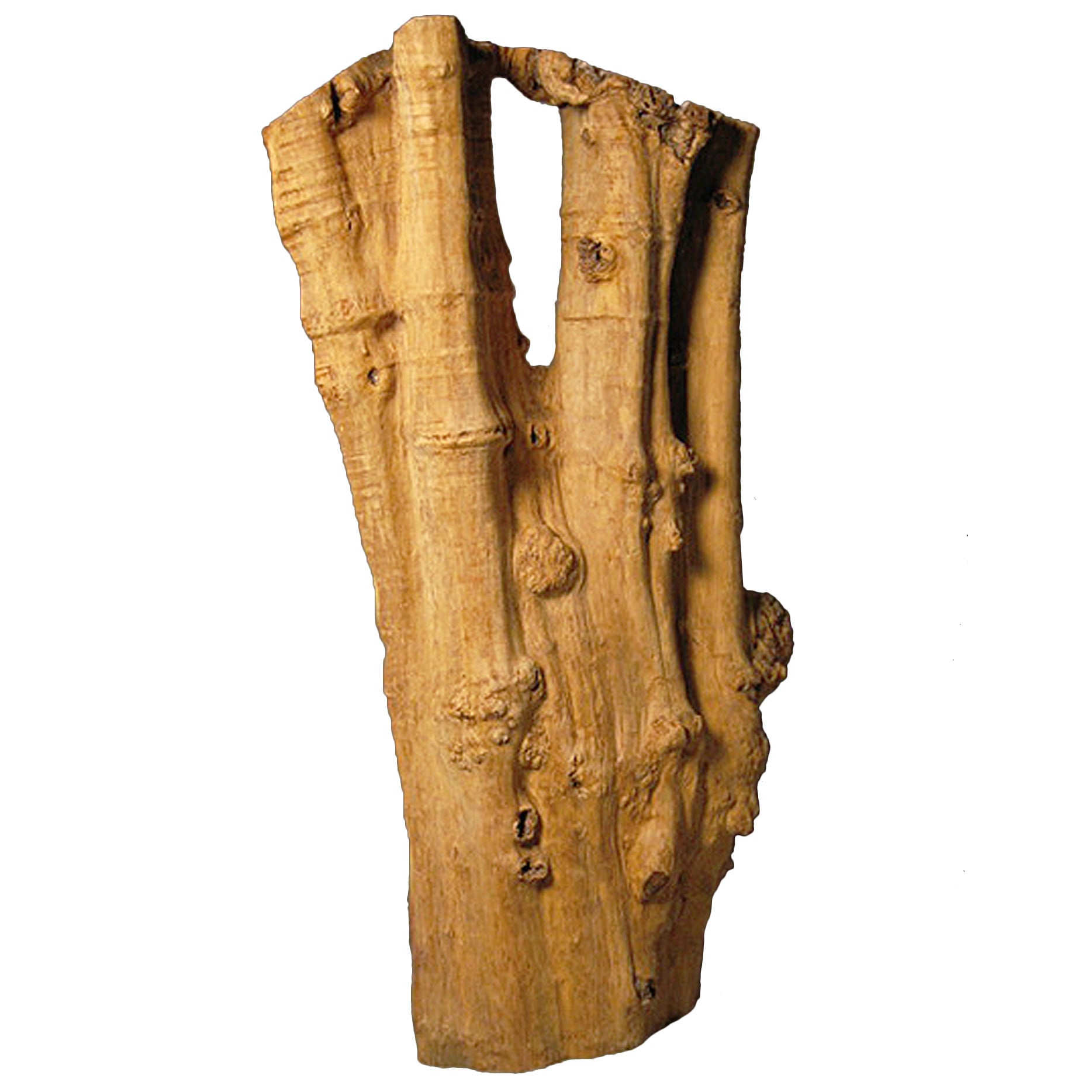 Monumental Piece of a Teak Trunk, Indonesia For Sale