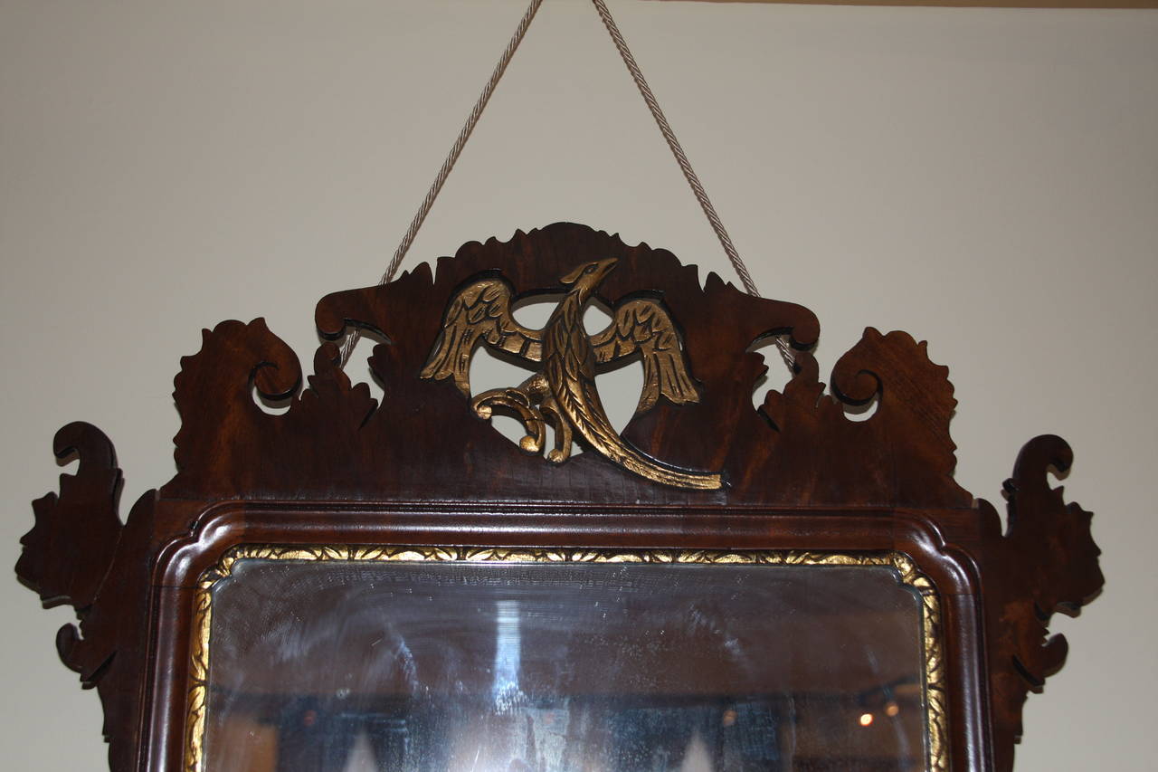 Chippendale mahogany framed mirror with a parcel gilt carved phoenix atop an elegantly scrolled and carved crest with carved fillets surrounding a looking glass encased in gilt carving.  All sitting atop an intricately carved apron with carved