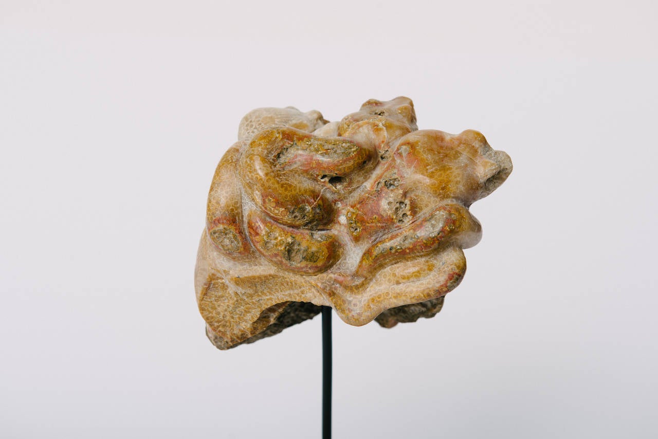 Asian Carved Fossilized Coral Medusa Snake Skull