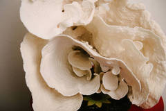 Large Cup Coral Specimen