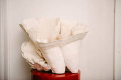 Large Cup Coral Specimen