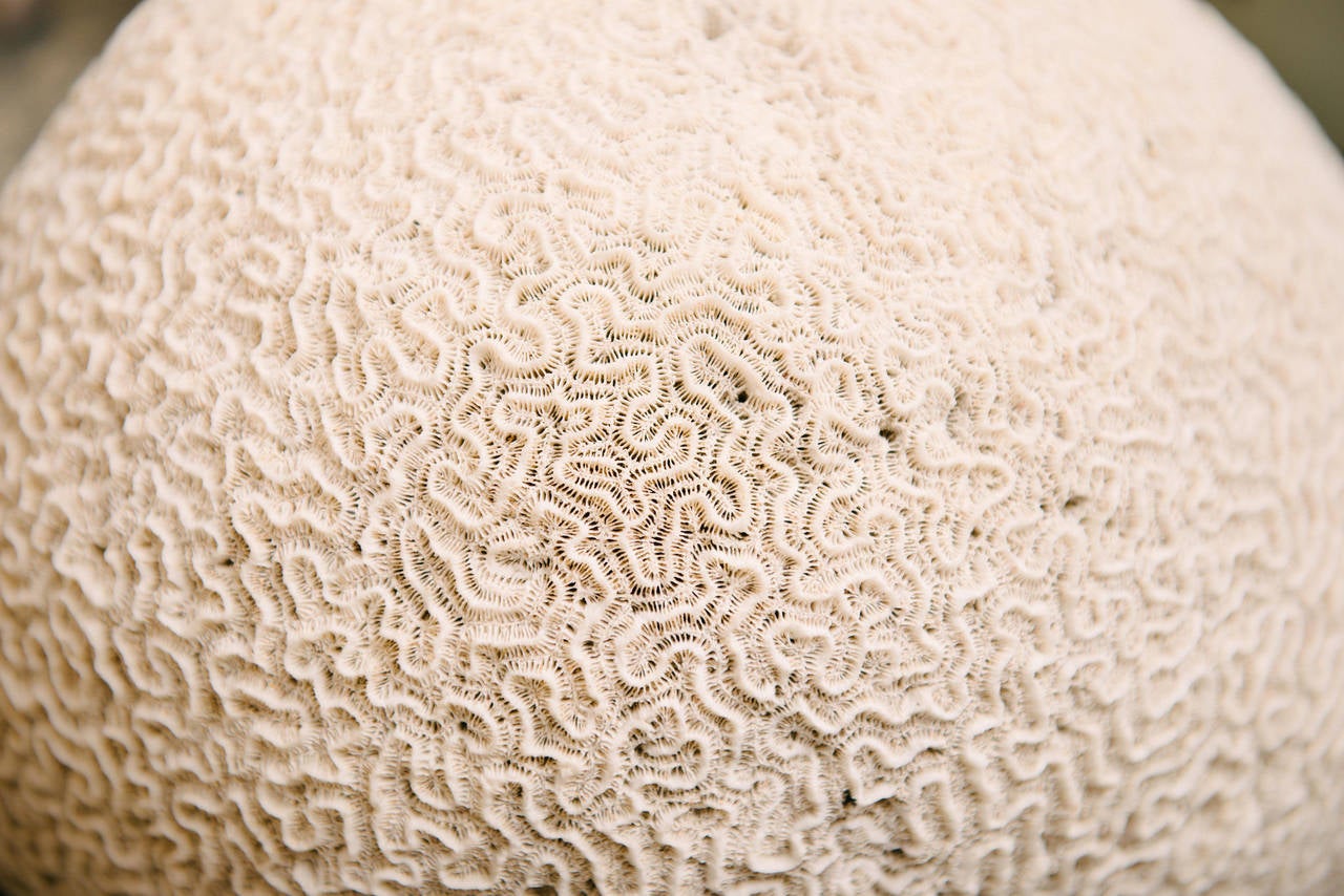 A giant brain coral specimen.