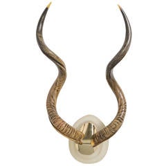 Long Horn Wall Sculpture with Lucite and Brass Base