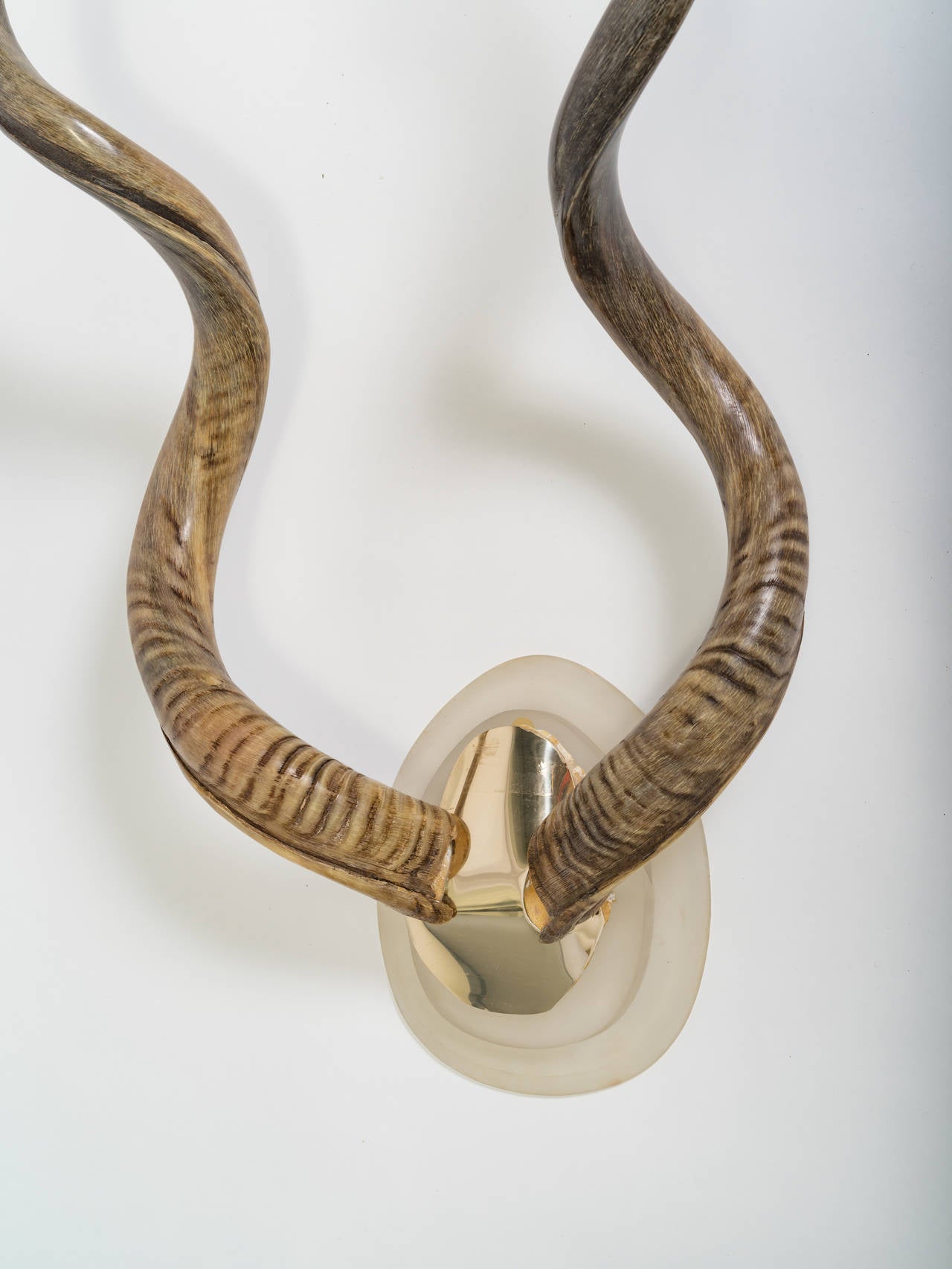 Long Horn Wall Sculpture with Lucite and Brass Base