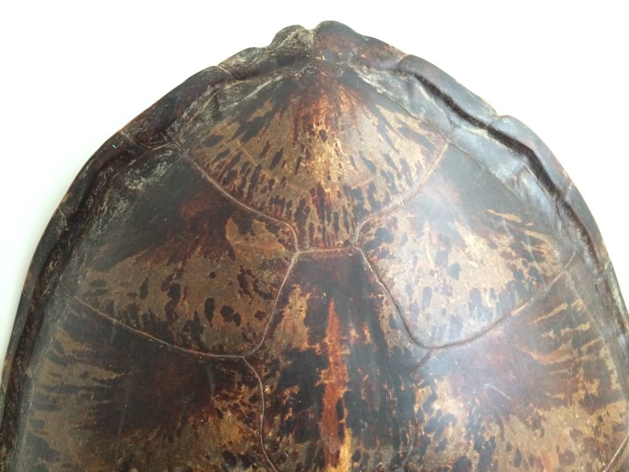 monumental turtle