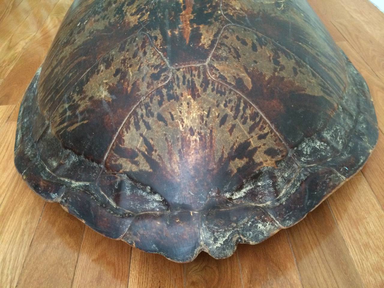 sea turtle shell for sale