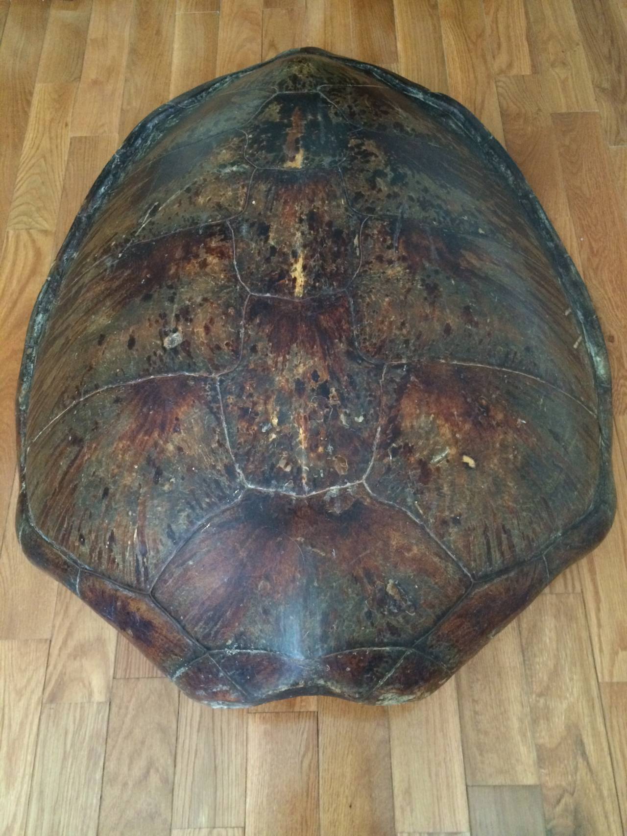 A rare unlacquered large-scale 19th century sea turtle shell. Hanging wire mounted to underside for wall application.