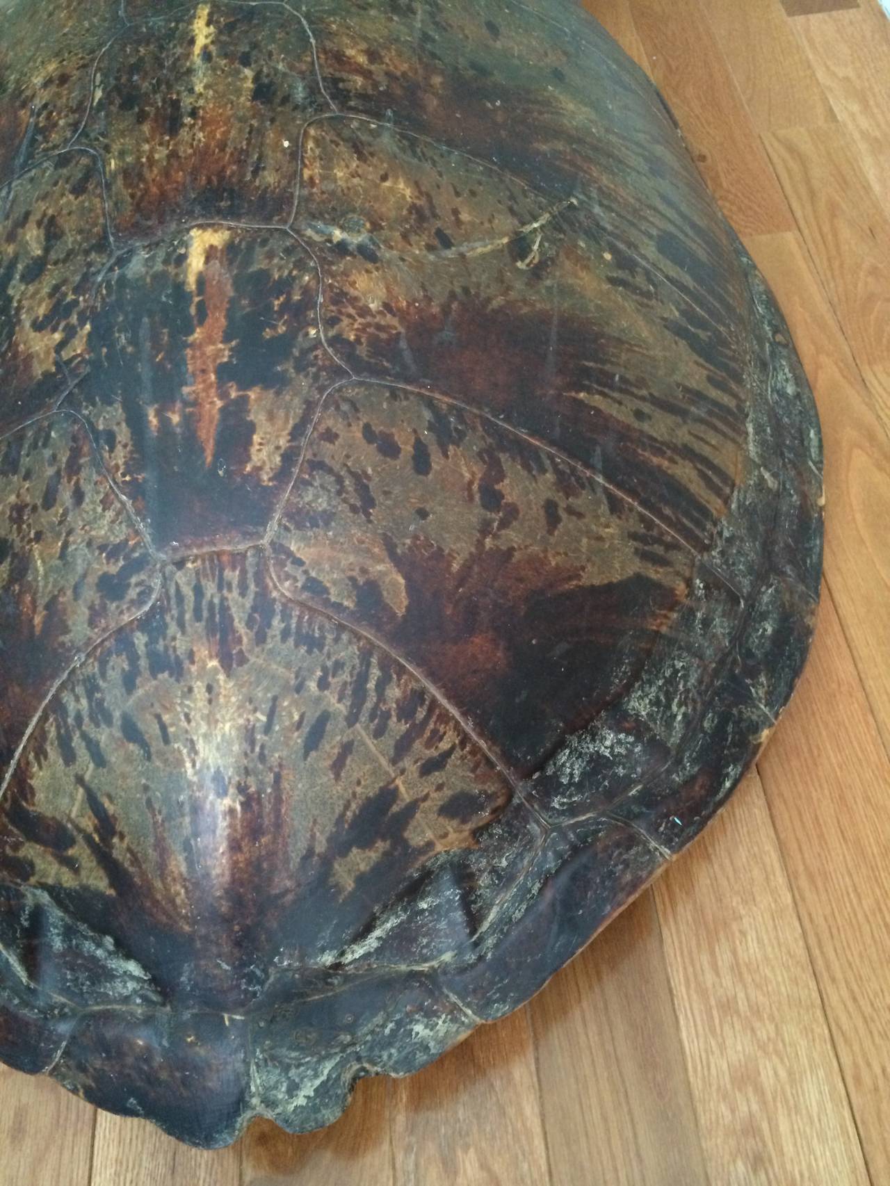 Monumental 19th Century Sea Turtle Shell In Fair Condition For Sale In Southampton, NY