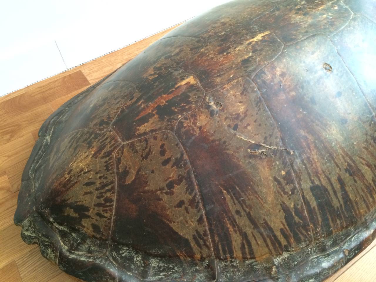 Monumental 19th Century Sea Turtle Shell For Sale 2