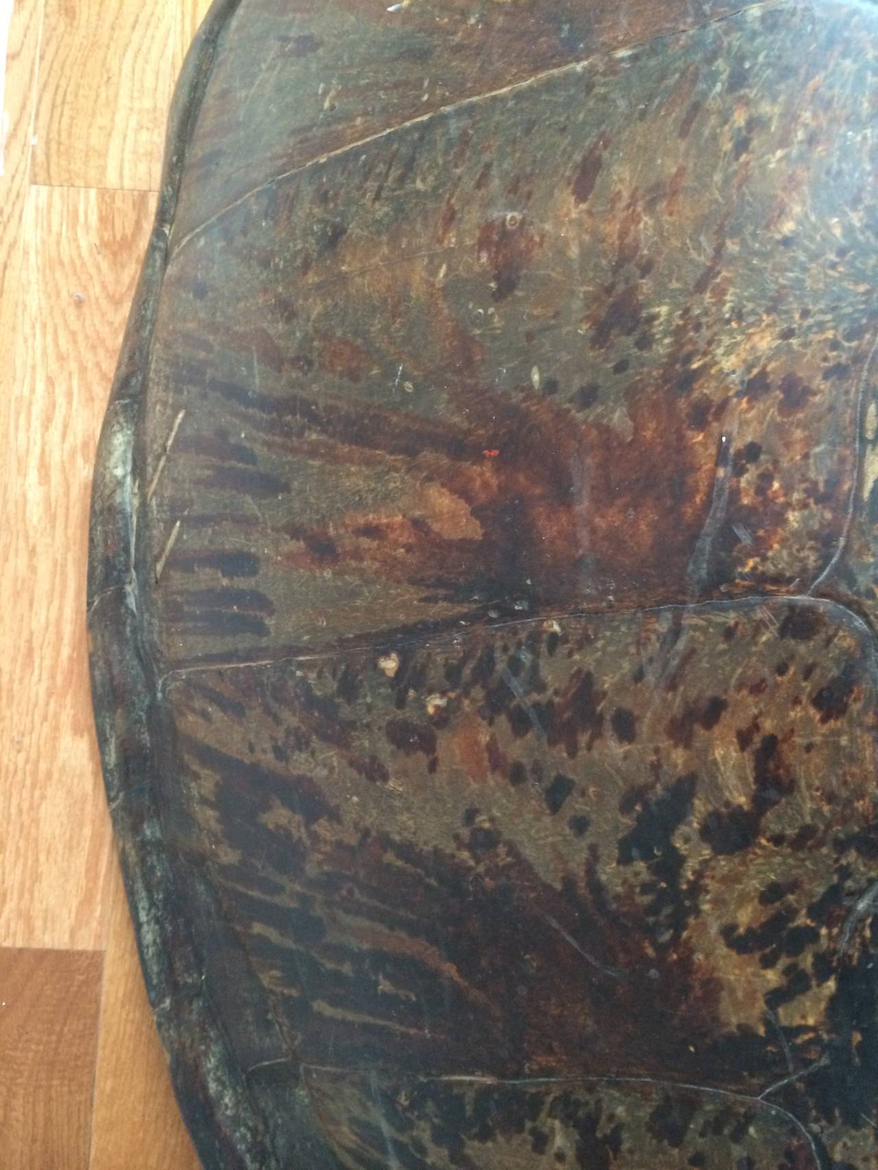 Tortoise Shell Monumental 19th Century Sea Turtle Shell For Sale