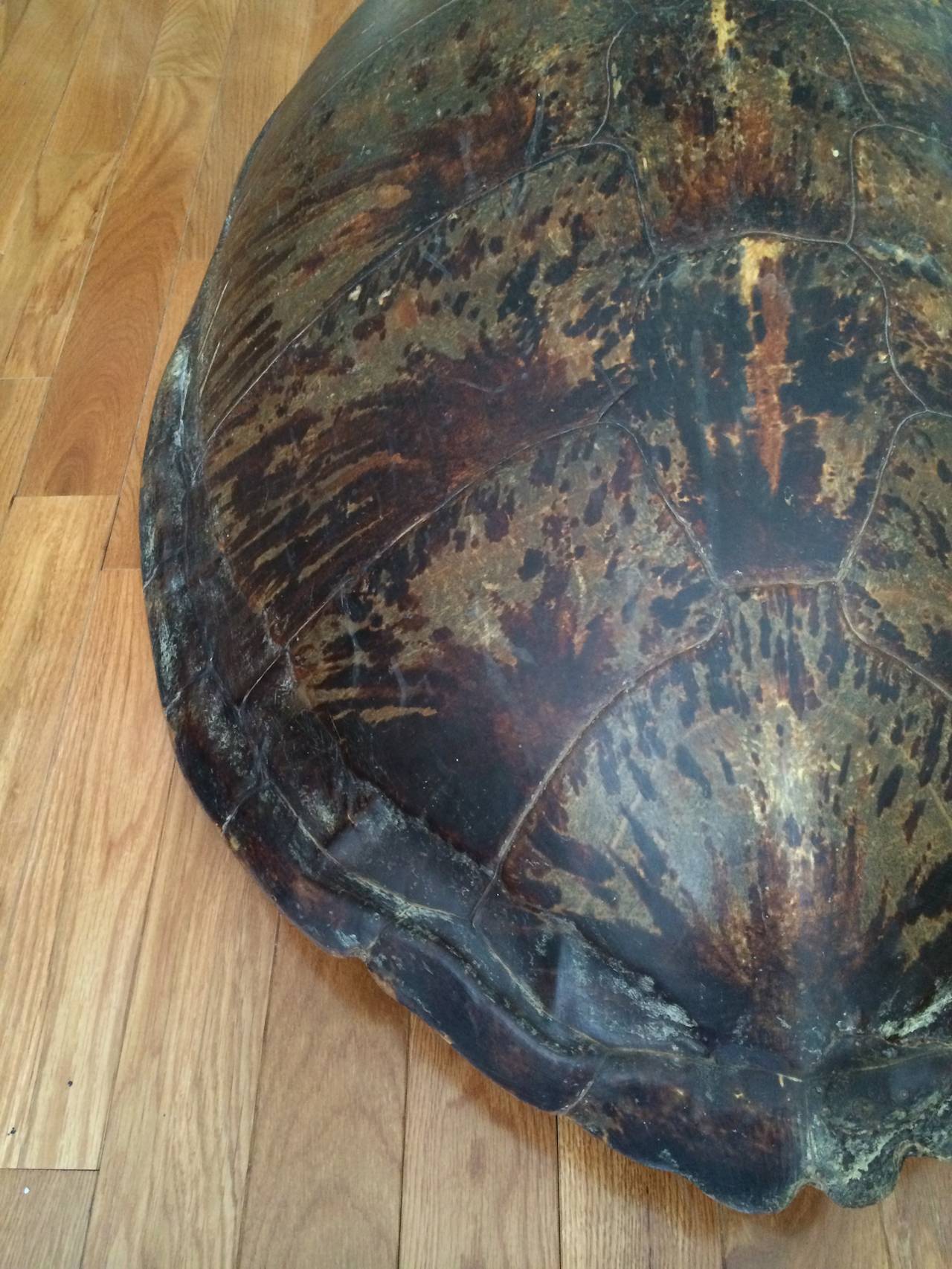 Monumental 19th Century Sea Turtle Shell For Sale 3