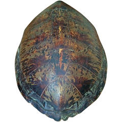 Monumental 19th Century Sea Turtle Shell