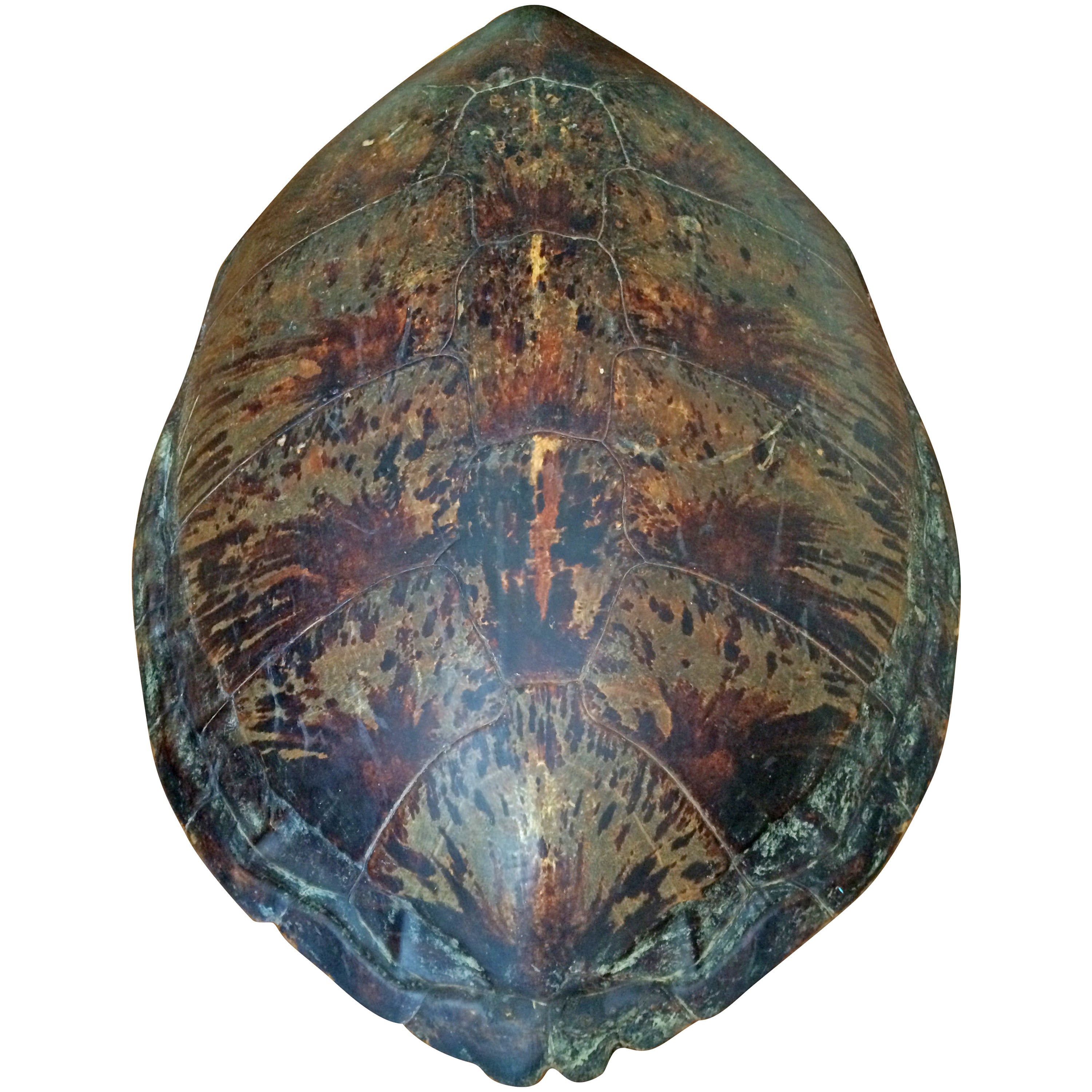 Monumental 19th Century Sea Turtle Shell For Sale
