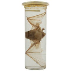19th Century Fluid-Preserved Bat Specimen