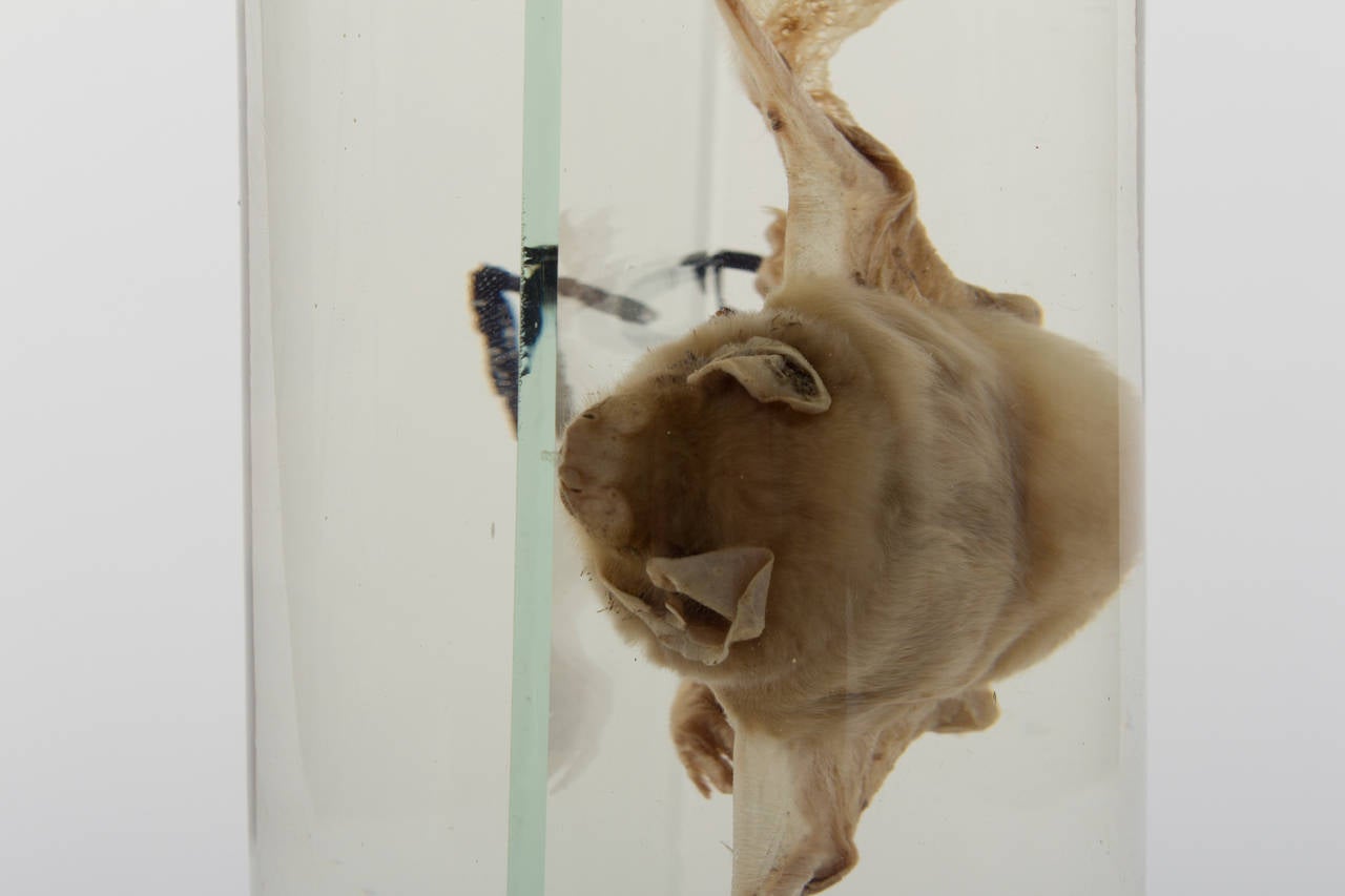 19th Century FluidPreserved Bat Specimen For Sale at 1stDibs