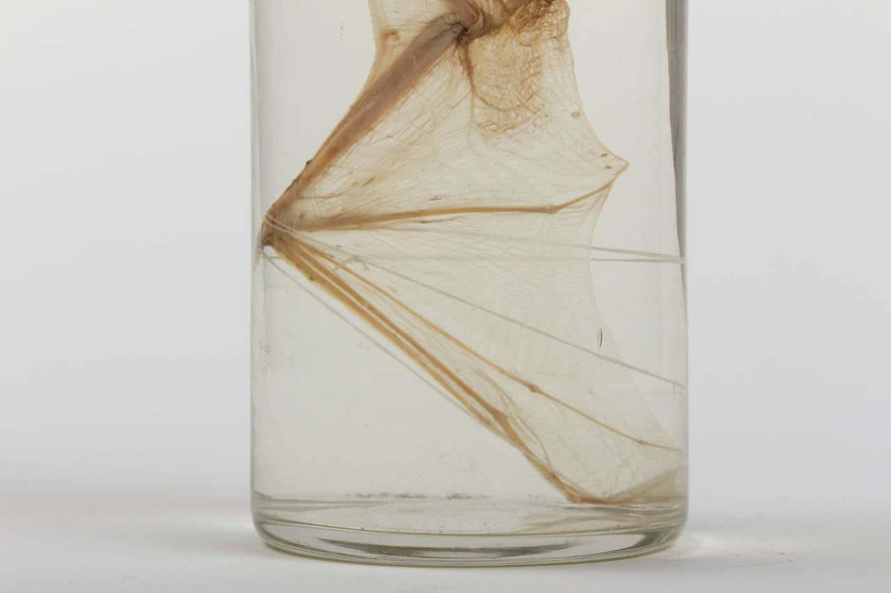 19th Century FluidPreserved Bat Specimen For Sale at 1stdibs