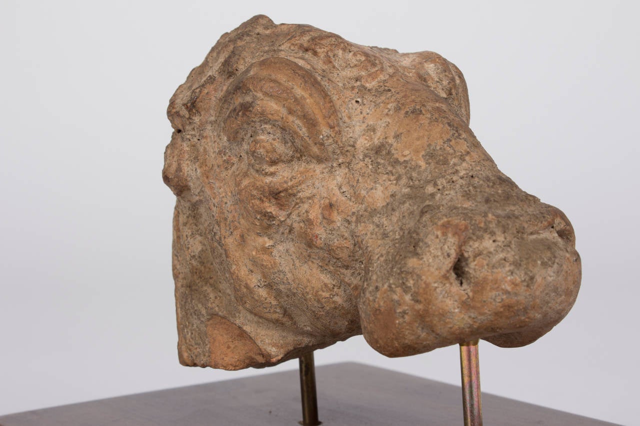 An Ancient Greek Terracotta Bull Head 600-300 BC. For Sale 1