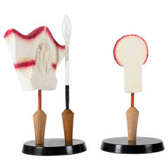 Two mid 20th century botanical Models