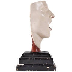 Anatomical Model of the Human Head by Franz Josef Steger 5