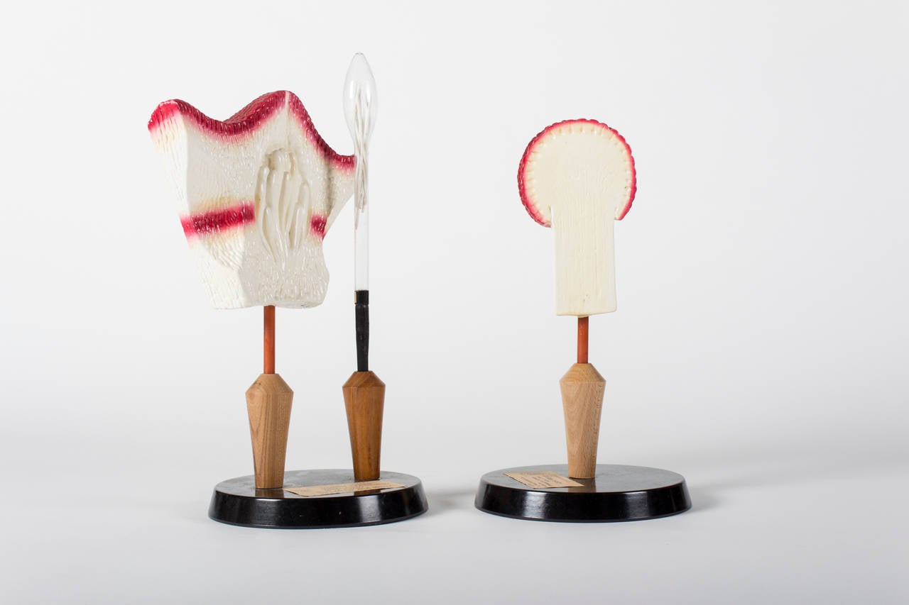 Two mid 20th century botanical Models