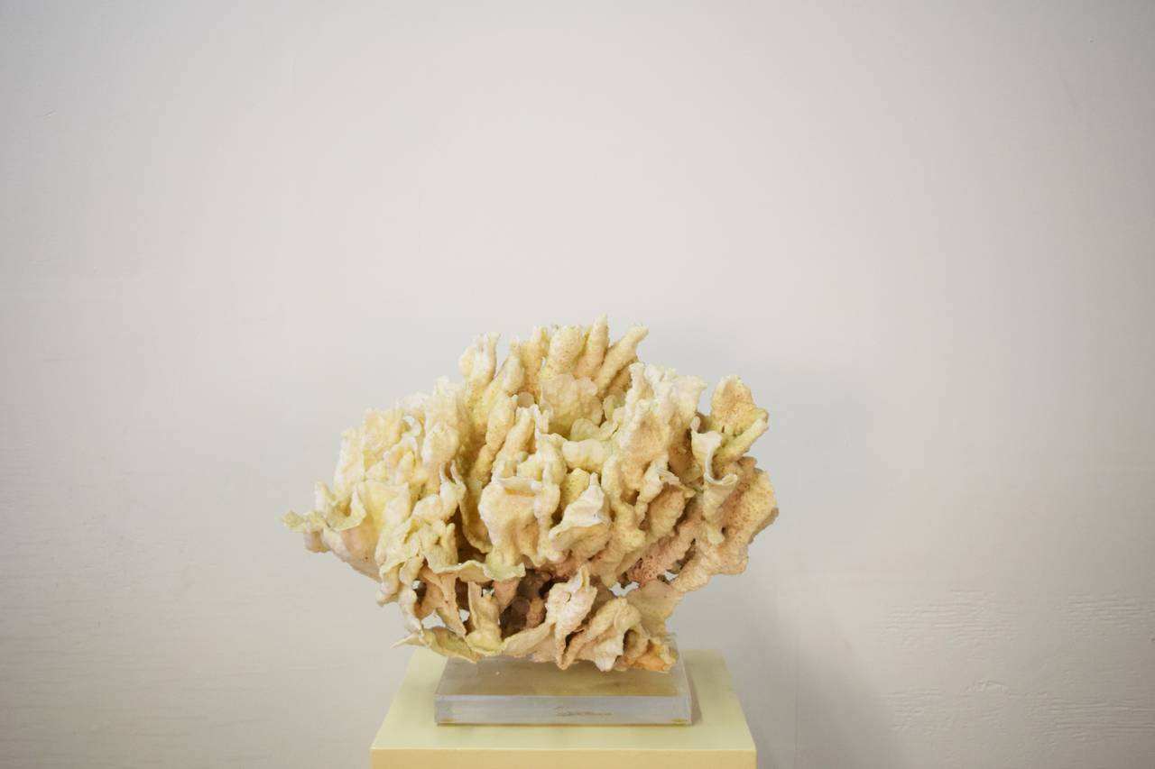 Coral on Lucite base sculpture.